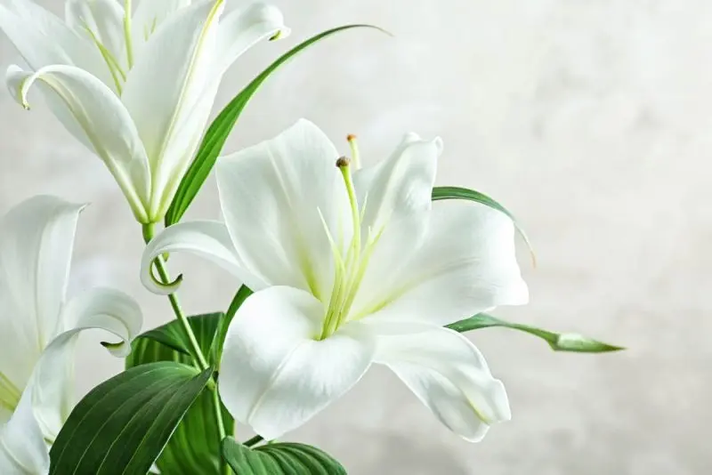 Màu trắng nhẹ nhàng của hoa ly Màu trắng nhẹ nhàng của hoa ly