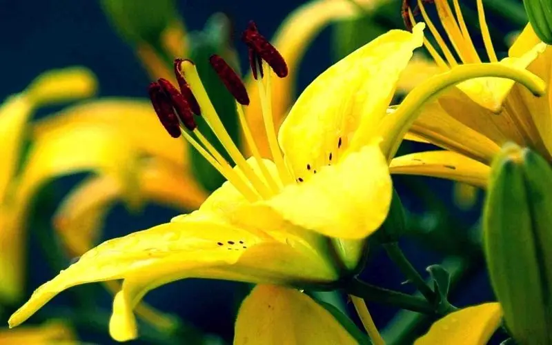 Hoa Ly Vàng được biết đến như một biểu tượng của sự hào hoa và tao nhã Hoa Ly Vàng được biết đến như một biểu tượng của sự hào hoa và tao nhã