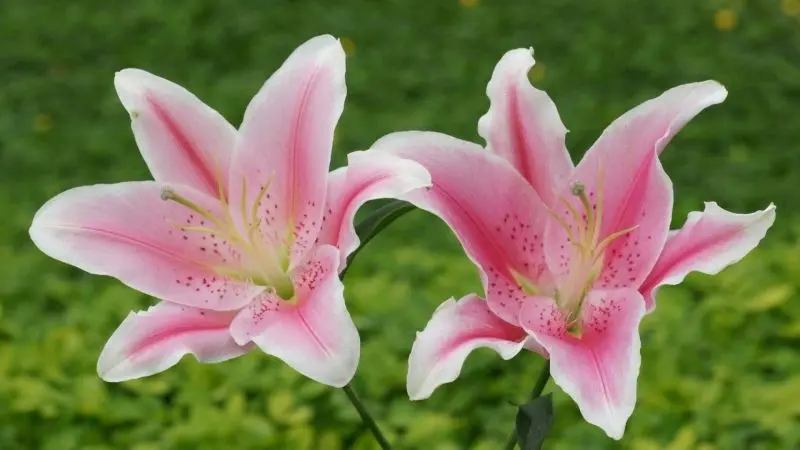 Hoa Ly hồng biểu trưng cho sự giàu sang, lòng kiêu hãnh Hoa Ly hồng biểu trưng cho sự giàu sang, lòng kiêu hãnh
