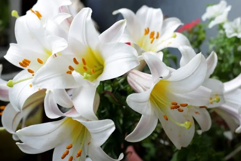 Hoa ly trắng rạng ngời dưới ánh sáng tự nhiên Hoa ly trắng rạng ngời dưới ánh sáng tự nhiên