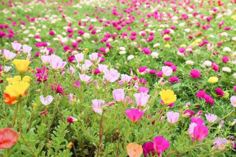 Vườn hoa mười giờ Nhật đẹp tự nhiên Vườn hoa mười giờ Nhật đẹp tự nhiên