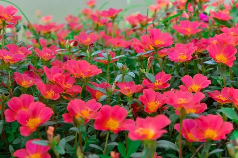 Cụm hoa mười giờ hồng nổi bật giữa sắc xanh Cụm hoa mười giờ hồng nổi bật giữa sắc xanh