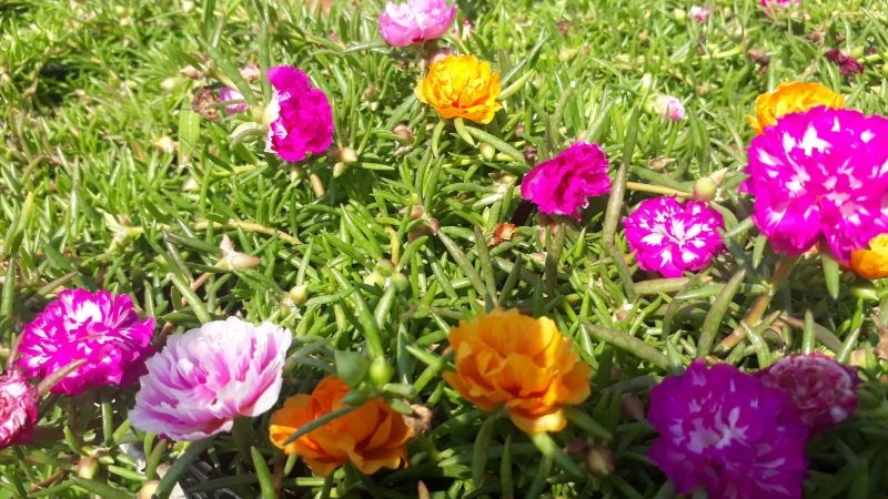 Khám phá vẻ đẹp của hoa mười giờ Nhật Khám phá vẻ đẹp của hoa mười giờ Nhật