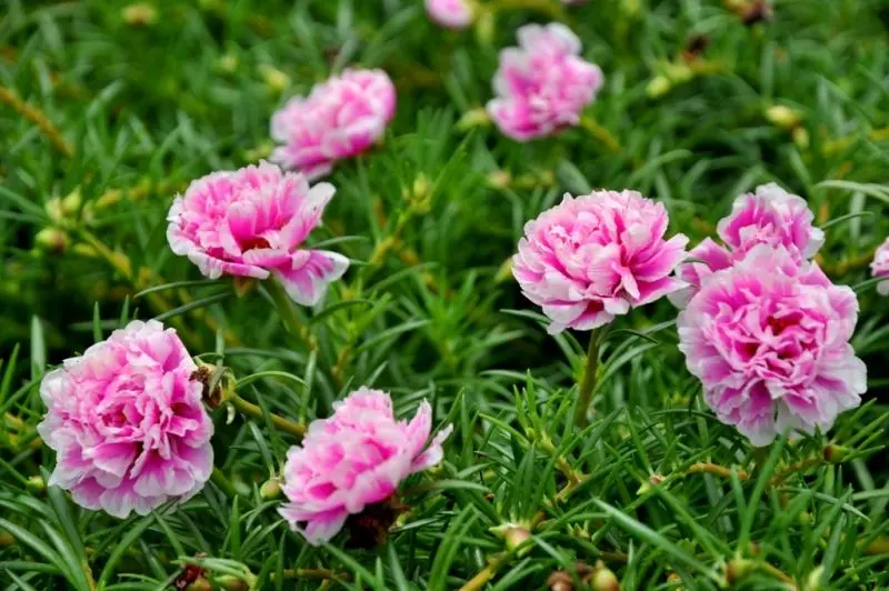 Hoa mười giờ hồng mang đến không gian thơ mộng Hoa mười giờ hồng mang đến không gian thơ mộng