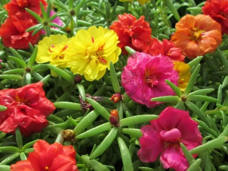 Hoa mười giờ kép với cánh hoa dày và màu sắc độc đáo Hoa mười giờ kép với cánh hoa dày và màu sắc độc đáo