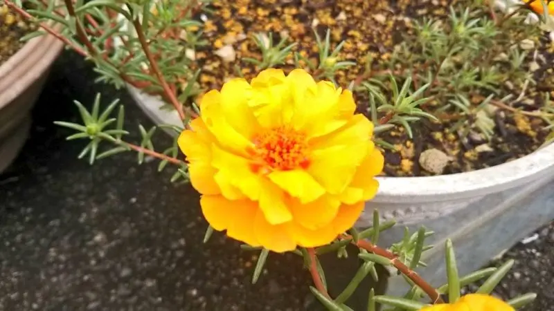Những bông hoa mười giờ kép nở rộ vào mỗi buổi sáng Những bông hoa mười giờ kép nở rộ vào mỗi buổi sáng