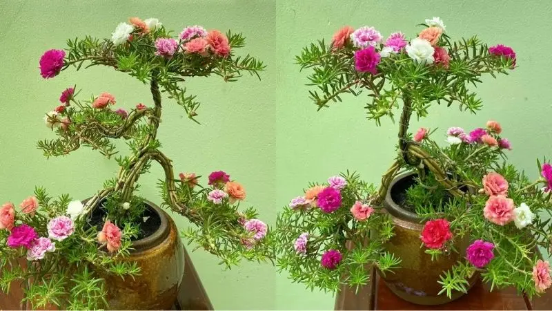 Hoa mười giờ nở tràn đầy sức sống Hoa mười giờ nở tràn đầy sức sống