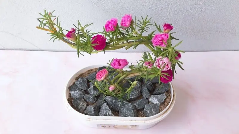 Hoa mười giờ nở tràn đầy sức sống Hoa mười giờ nở tràn đầy sức sống