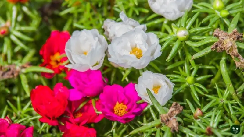 Hoa mười giờ tỏa sáng rực rỡ Hoa mười giờ tỏa sáng rực rỡ