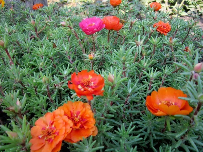 Vẻ đẹp dịu dàng của hoa mười giờ trong ánh nắng Vẻ đẹp dịu dàng của hoa mười giờ trong ánh nắng