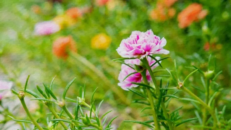 Ảnh hoa mười giờ rực rỡ đầy màu sắc Ảnh hoa mười giờ rực rỡ đầy màu sắc