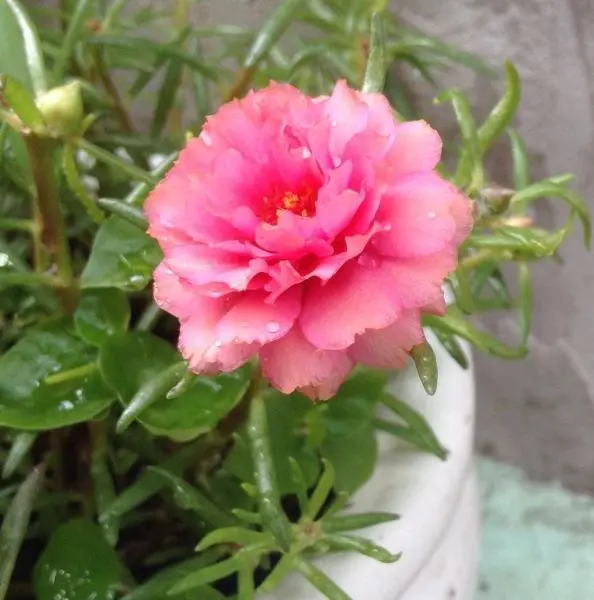 Hoa mười giờ kép tươi thắm và tràn đầy sức sống Hoa mười giờ kép tươi thắm và tràn đầy sức sống