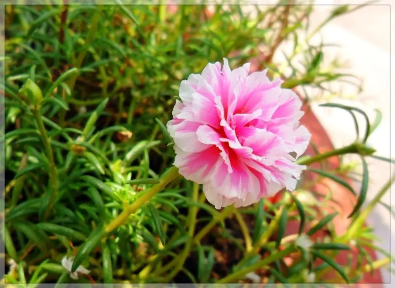Sắc hoa mười giờ kép nổi bật giữa nắng hè Sắc hoa mười giờ kép nổi bật giữa nắng hè