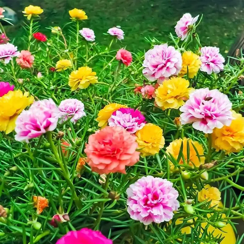 Khung cảnh đẹp với hoa mười giờ kép rực rỡ Khung cảnh đẹp với hoa mười giờ kép rực rỡ