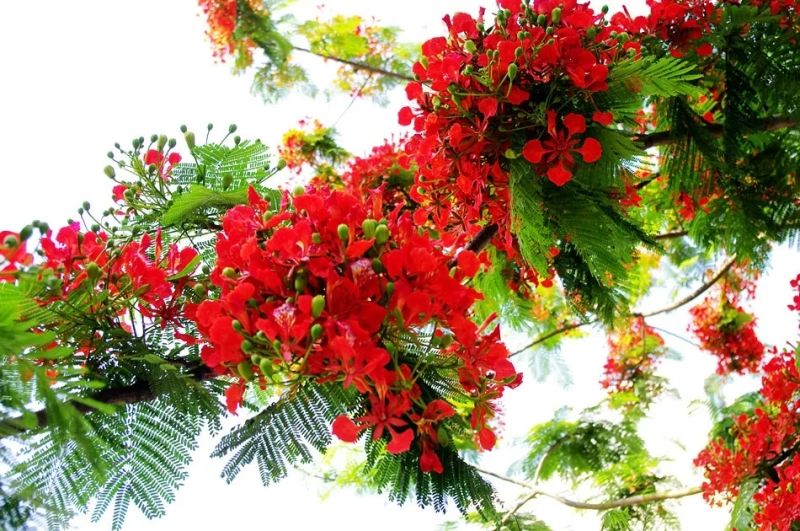 Vẻ đẹp rực rỡ của hoa phượng vĩ mùa hè Vẻ đẹp rực rỡ của hoa phượng vĩ mùa hè