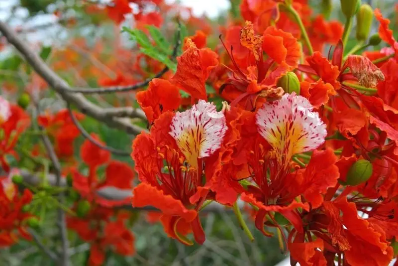 Mùa hoa phượng vĩ về khắp phố phường Mùa hoa phượng vĩ về khắp phố phường