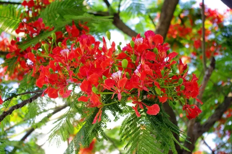 Hoa phượng vĩ đỏ rực trên nền trời Hoa phượng vĩ đỏ rực trên nền trời