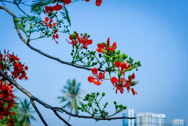 Màu đỏ hoa phượng vĩ làm say đắm lòng người Màu đỏ hoa phượng vĩ làm say đắm lòng người