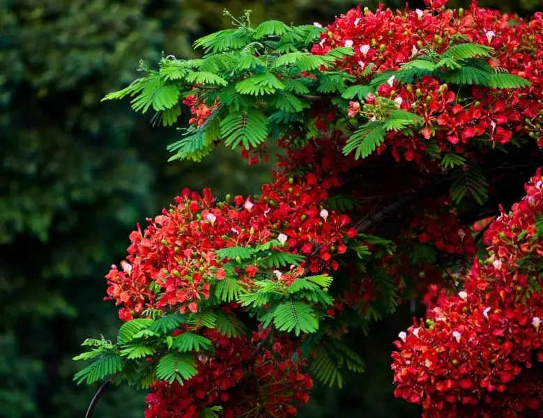 Hoa phượng vĩ đỏ thắm giữa khung cảnh yên bình Hoa phượng vĩ đỏ thắm giữa khung cảnh yên bình