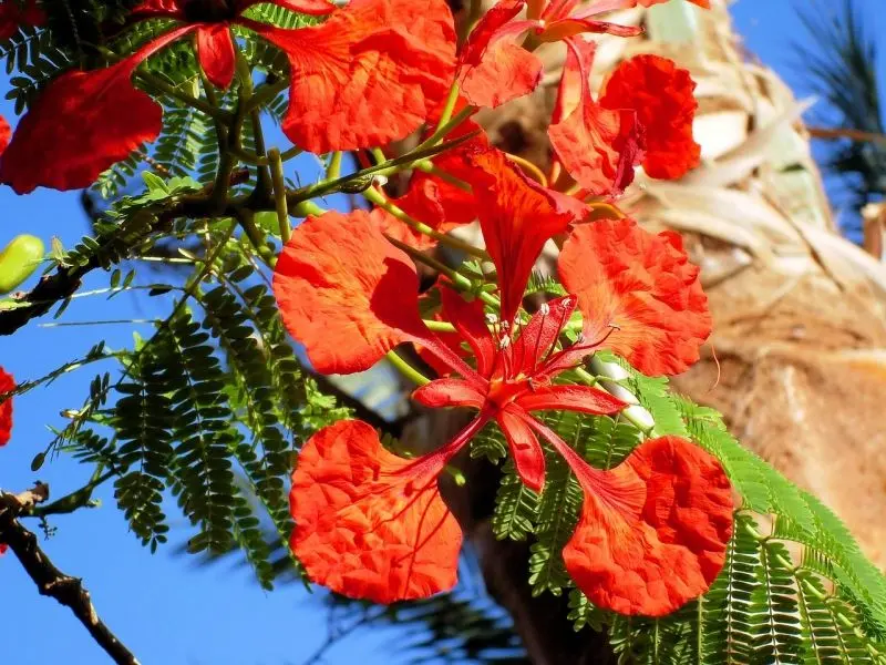 Mùa hè đến cùng sắc đỏ hoa phượng vĩ Mùa hè đến cùng sắc đỏ hoa phượng vĩ