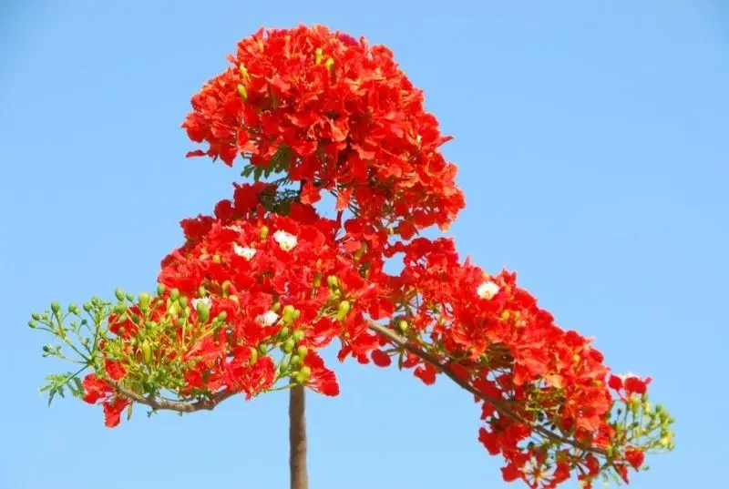 Phượng vĩ khoe sắc tươi mới mỗi mùa hè Phượng vĩ khoe sắc tươi mới mỗi mùa hè