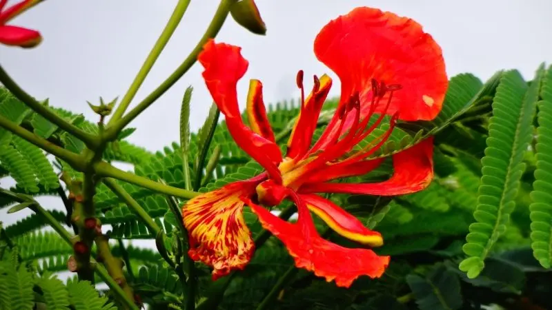 Bông hoa phượng vĩ dịu dàng trong gió Bông hoa phượng vĩ dịu dàng trong gió