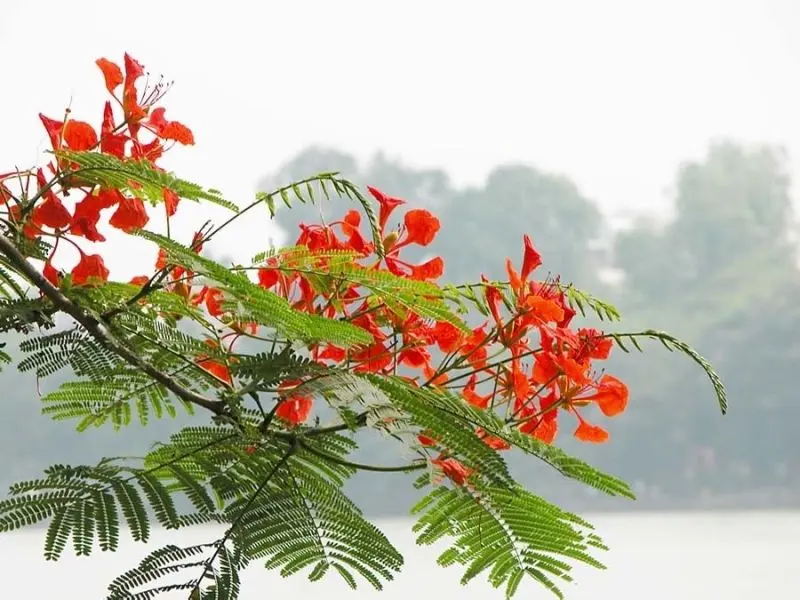 Sắc đỏ hoa phượng vĩ làm bừng sáng cả phố Sắc đỏ hoa phượng vĩ làm bừng sáng cả phố