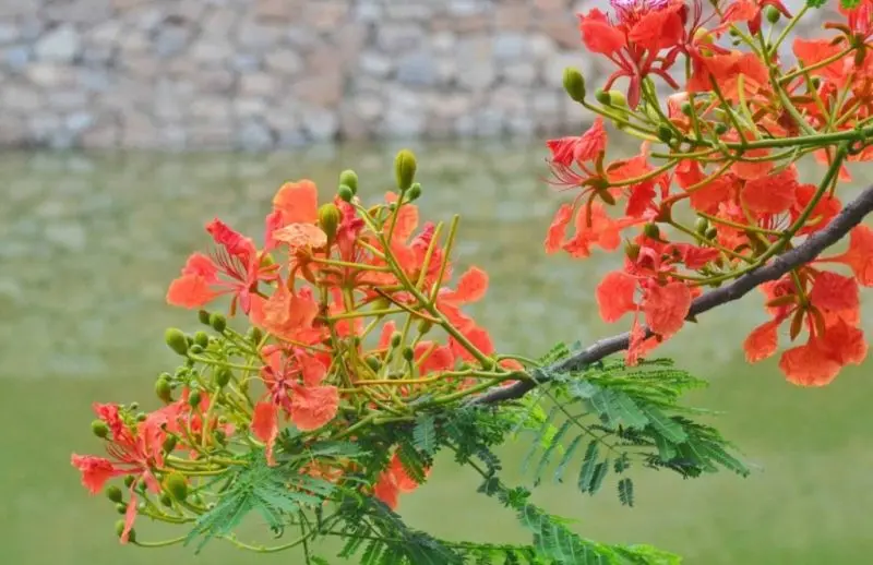 Hoa phượng vĩ và ký ức học đường Hoa phượng vĩ và ký ức học đường