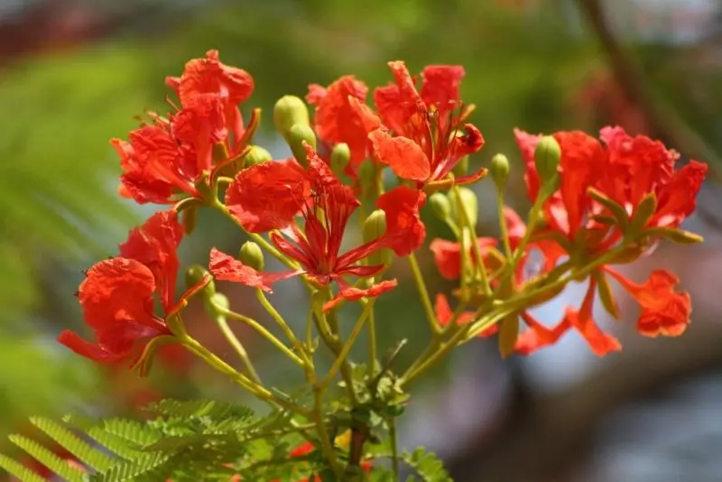 Khung cảnh thanh bình với hoa phượng vĩ đỏ Khung cảnh thanh bình với hoa phượng vĩ đỏ