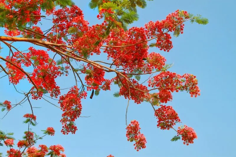 Hoa phượng vĩ tô điểm cho hè thêm rực rỡ Hoa phượng vĩ tô điểm cho hè thêm rực rỡ