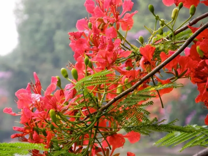 Sắc hoa phượng vĩ đỏ rực làm ấm lòng Sắc hoa phượng vĩ đỏ rực làm ấm lòng
