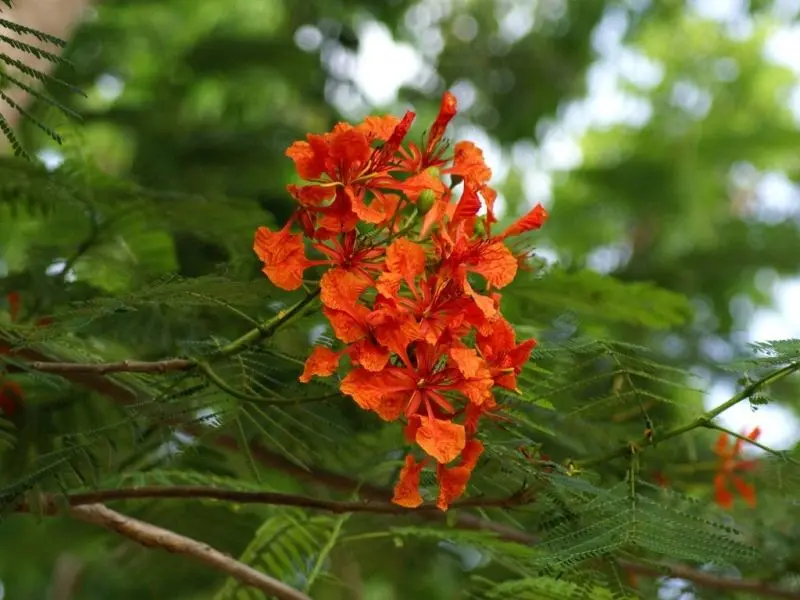 Hoa phượng vĩ và mùa hè tuổi thơ Hoa phượng vĩ và mùa hè tuổi thơ