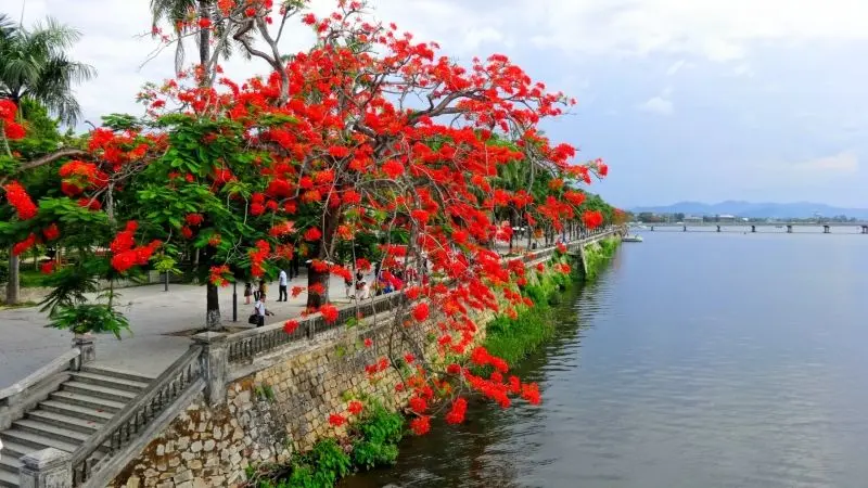 Hoa phượng vĩ đỏ thắm gợi nhớ kỷ niệm Hoa phượng vĩ đỏ thắm gợi nhớ kỷ niệm