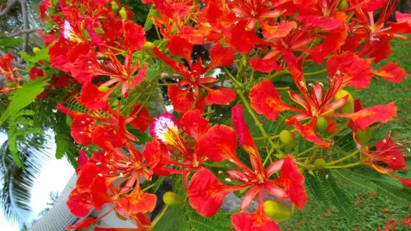 Vẻ đẹp rạng ngời của hoa phượng vĩ Vẻ đẹp rạng ngời của hoa phượng vĩ