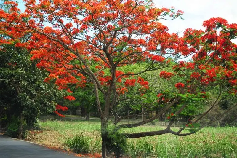 Sắc hoa phượng vĩ – Nét đẹp dịu dàng Sắc hoa phượng vĩ – Nét đẹp dịu dàng