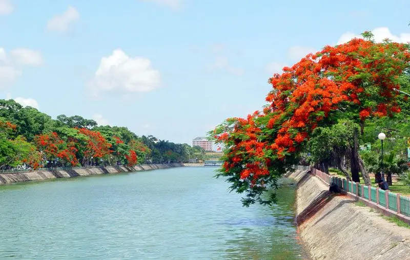 Phượng vĩ bung nở mang sắc đỏ rực rỡ Phượng vĩ bung nở mang sắc đỏ rực rỡ