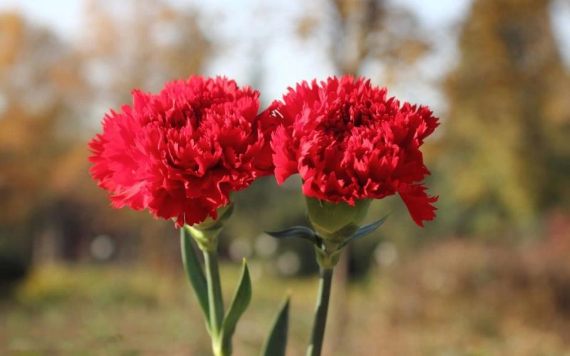 Hoa cẩm chướng đỏ – Biểu tượng của tình yêu mãnh liệt