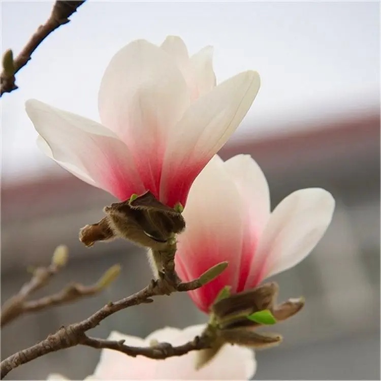 Mùa hoa mộc lan hồng ngọt ngào