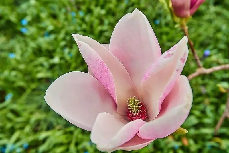 Sắc hoa mộc lan hồng trong làn gió xuân