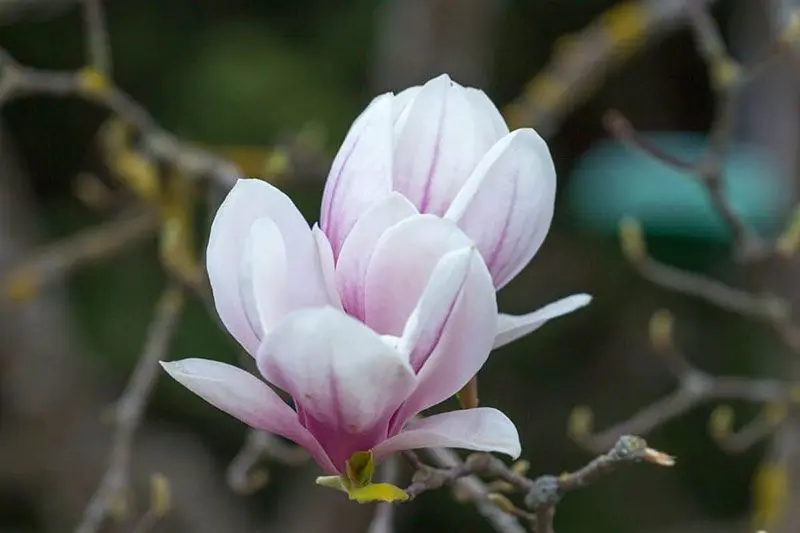 Bông hoa mộc lan tím thanh nhã
