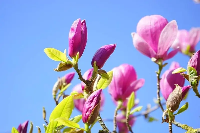 Vườn hoa mộc lan tím đầy huyền ảo