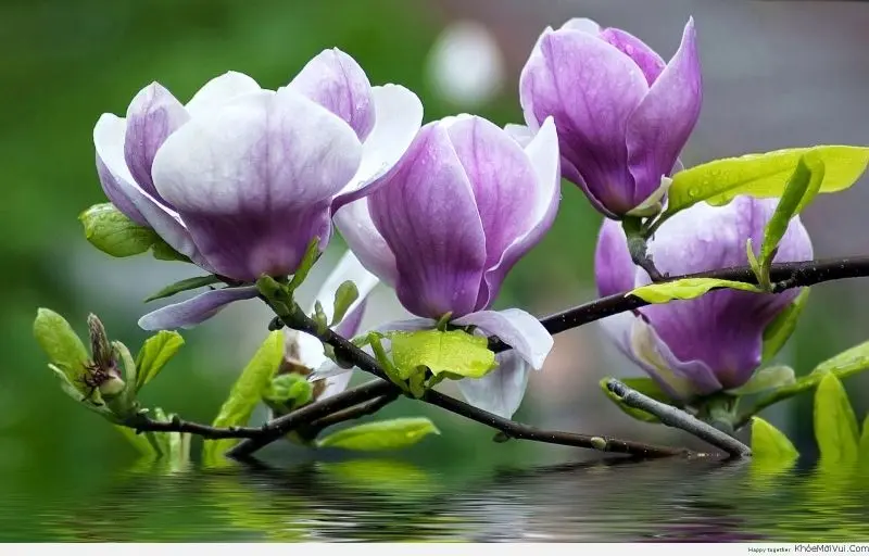 Hoa mộc lan tím tỏa sáng trong nắng