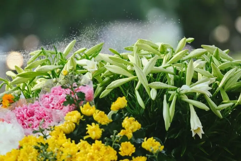 Hoa loa kèn nở bung dưới ánh nắng Hoa loa kèn nở bung dưới ánh nắng