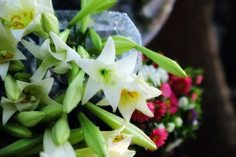 Hoa loa kèn và vẻ đẹp giản dị Hoa loa kèn và vẻ đẹp giản dị