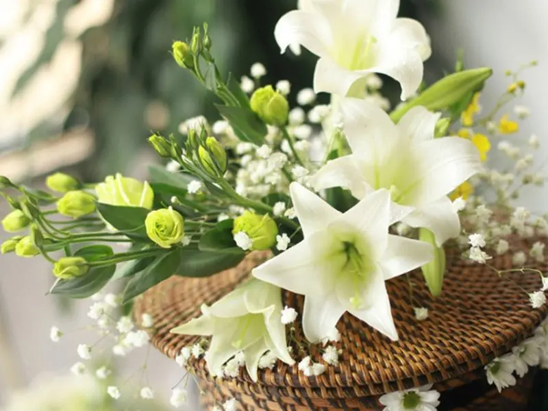 Hoa loa kèn khoe sắc giữa thiên nhiên Hoa loa kèn khoe sắc giữa thiên nhiên