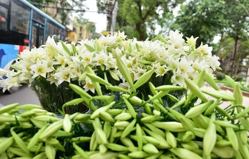 Hoa loa kèn trắng làm say đắm lòng người Hoa loa kèn trắng làm say đắm lòng người