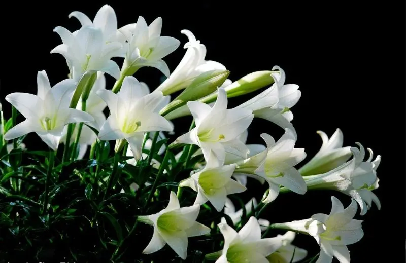 Hoa loa kèn với nét đẹp thanh tao Hoa loa kèn với nét đẹp thanh tao