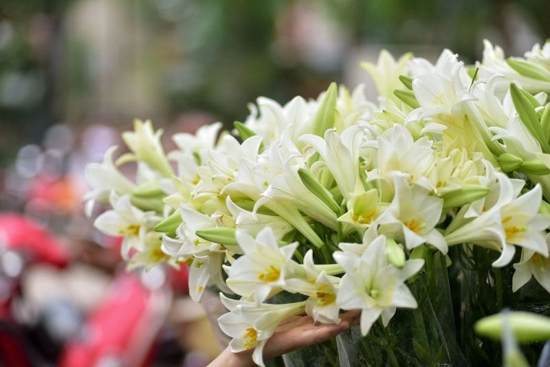 Hình ảnh hoa loa kèn thu hút ánh nhìn Hình ảnh hoa loa kèn thu hút ánh nhìn