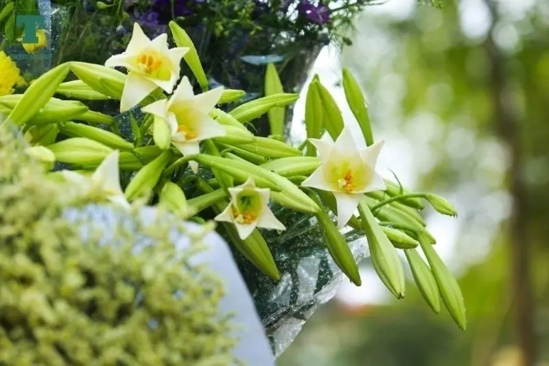 Ảnh hoa loa kèn trắng tinh khôi trong nắng Ảnh hoa loa kèn trắng tinh khôi trong nắng