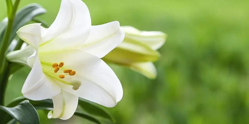Ảnh hoa loa kèn trắng làm sáng không gian Ảnh hoa loa kèn trắng làm sáng không gian